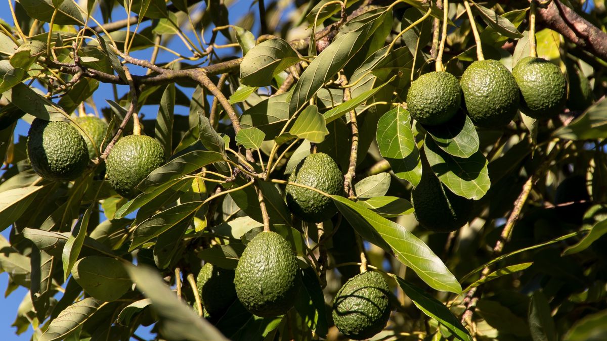 Aguacates y drones para medir calidad y nitrógeno árbol por árbol.jpg